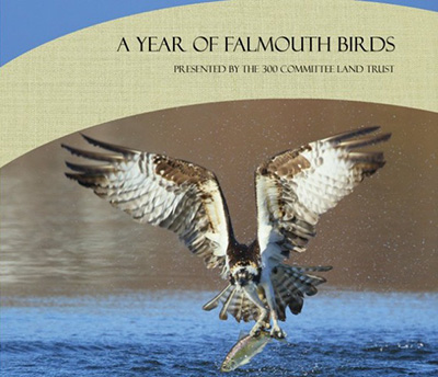 Year of Falmouth Birds